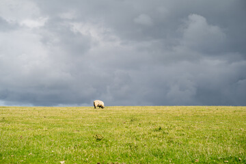 Schaf am Deich an der Nordsee vor dunklem Himmel