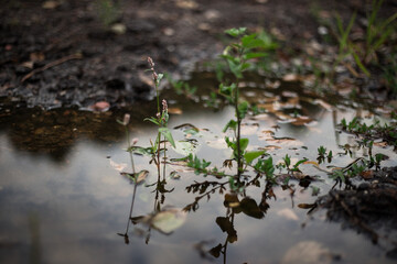 Kleine Pflanze spiegelt sich in Pfütze