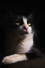 Black cat with green eyes distracted and lying resting