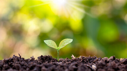The seedlings are growing from fertile soil and shining morning sun, environmental and ecological concept.