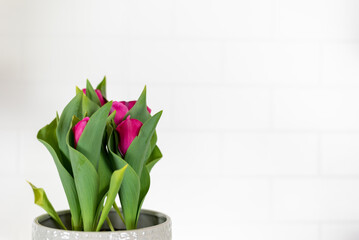 Pot of bright pink tulips isolated on white background
