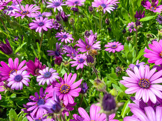 Fototapeta premium Blooming Cape Marguerite African daisy purple flowers on green background. Purple daisy