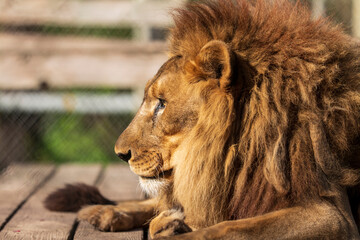 male lion in the zoo