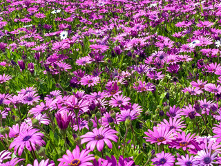 Obraz premium Blooming Cape Marguerite African daisy purple flowers on green background. Purple daisy