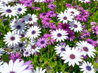 Close up Cape Marguerite African daisy purple flower on green background 