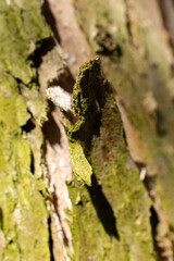 bark of a tree peeling off 