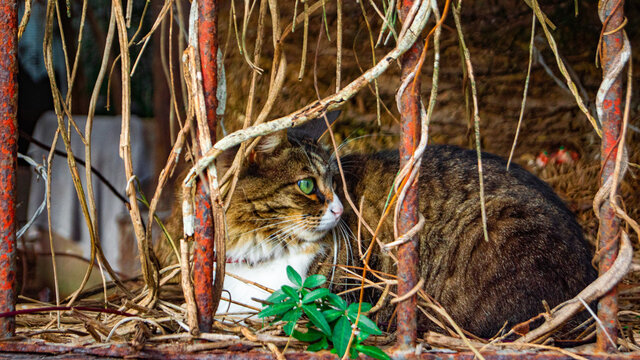 Gato Plantas