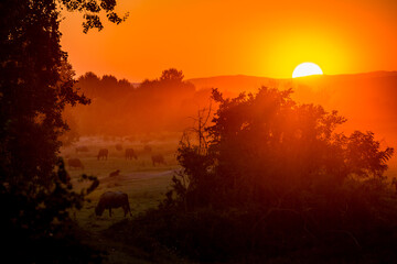 Obraz premium Scenery orange and golden sunset at the wetlands of Lake Kerkini, Greece, colorful landscape, travel photograph with partial Sun and few water buffalos and bushes