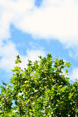 green leaves against blue sky