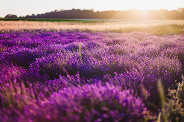 Fototapeta na wymiar Beautiful Violet Lavender Field Agriculture