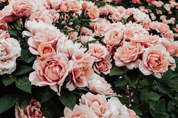 Garden rose bush in bloom