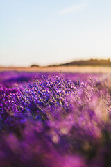 Obraz na płótnie Canvas Beautiful Violet Lavender Field Agriculture