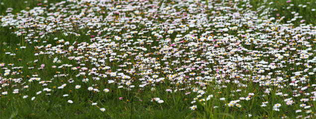 Field of daisies illuminated by the sun, bright colors of Spring.