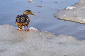 A lone duck sits on an ice floe on a spring river. © Mariia Lomarainen