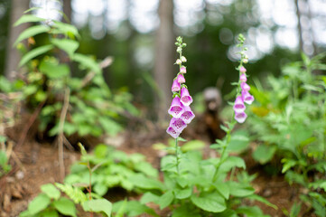 Pink Foxglove flowers growing wild. Spring time. © Julian