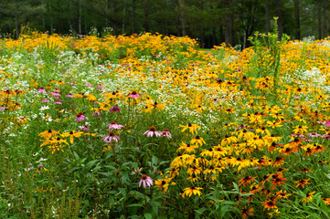 Meadow with blooming yellow bush's purple coneflowers, smooth purple coneflowers and forest in the background.