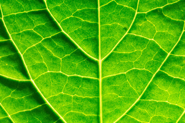 close up of leaf texture 