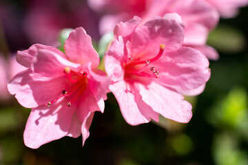 close up of pink flowers