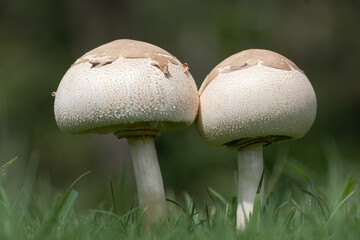 mushrooms in the grass