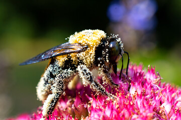Big Bumble Bee Covered in Pollen  - obrazy, fototapety, plakaty