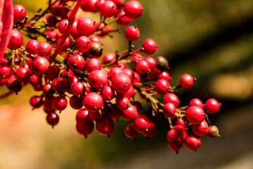 red berries on a branch