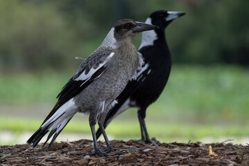 A juvenile Australian magpie stands in front of Mum.