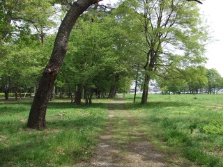 緑の美しい散歩道