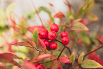 Obraz premium red berries on a bush