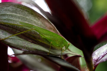 grasshopper on a leaf