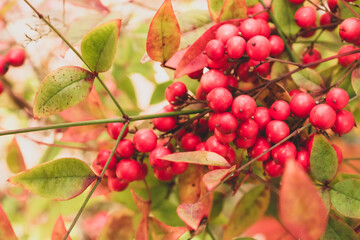 red berries on a tree
