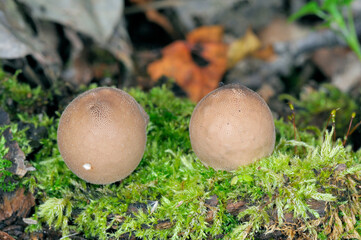 タヌキノチャブクロ（北海道・知床）
