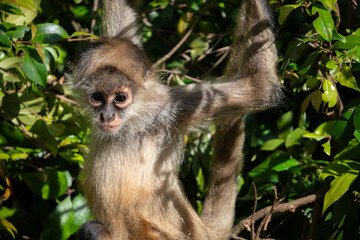 Close Up of Baby Spider Monkey Hanging in Tree, Selective Focus