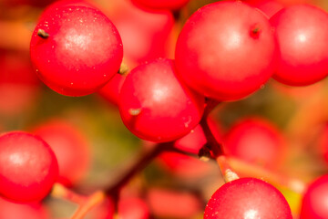 red berries of a rose