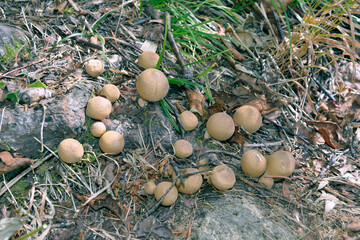 タヌキノチャブクロ(北海道・層雲峡)