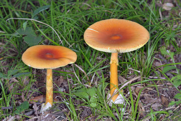 タマゴタケ（北海道・知床）
