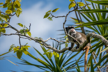 Emperor Tamarin monkey sitting in the top of a tree, with copy space