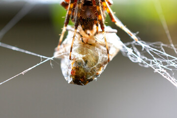 spider on the web