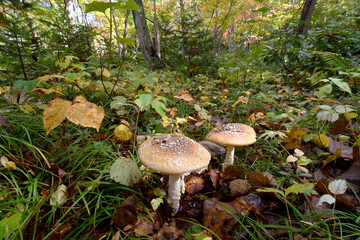テングタケ（北海道・知床）
