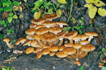 群生するナラタケ（北海道・知床）
