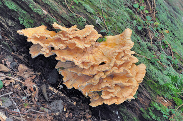 マスタケ（北海道・知床）
