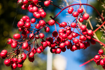 red berries on a tree