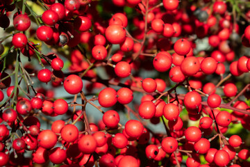 red cherries background