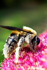 bumblebee on flower