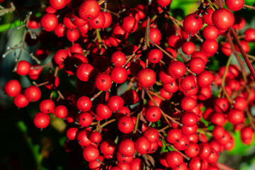 red cherries on the tree