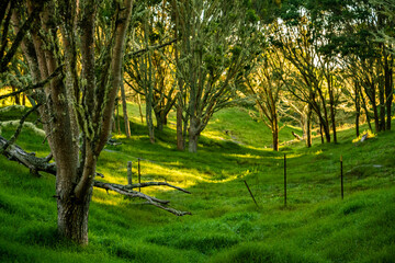 Koa Tree Wood Forest Hawaii Acacia on Mauna Kea Maunakea
