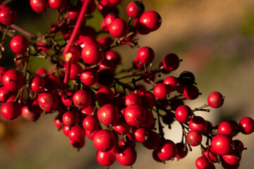 red berries on a branch