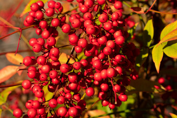 red berries on a branch