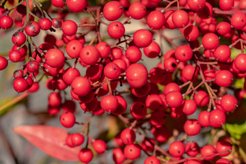 red cherries in the garden
