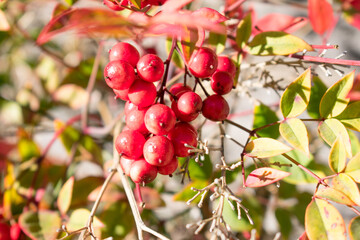 red berries on a tree