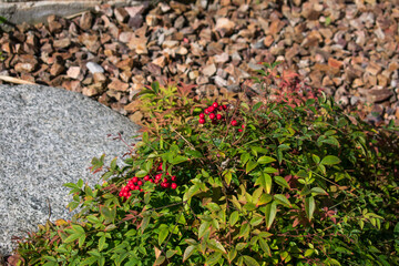 red and green leaves